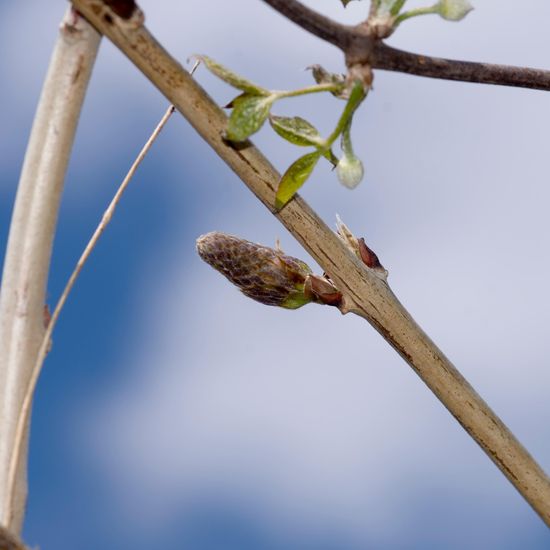 Landschaft: Stadt und Garten im Habitat Garten in der NatureSpots App