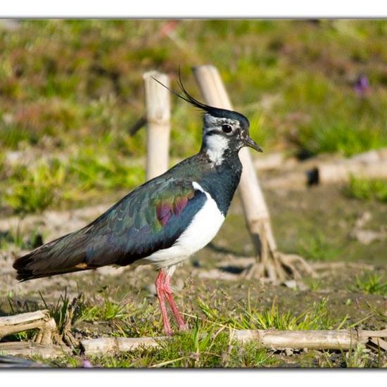 Northern Lapwing: Animal in habitat Crop cultivation in the NatureSpots App