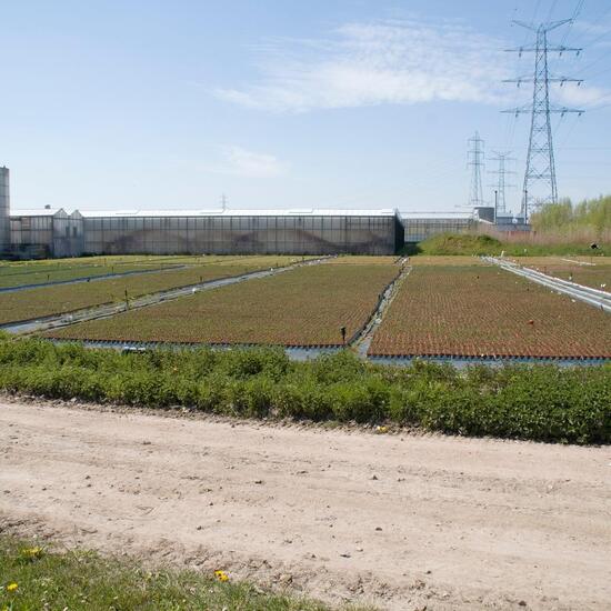 Landscape: Agriculture in habitat Glasshouse or Indoor growing in the NatureSpots App