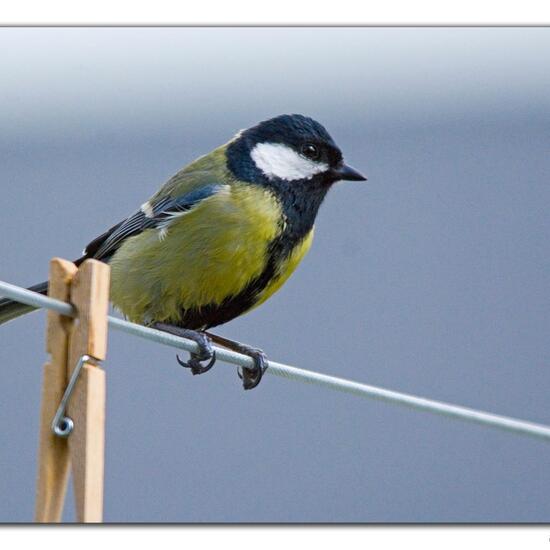 Great Tit: Animal in habitat Garden in the NatureSpots App