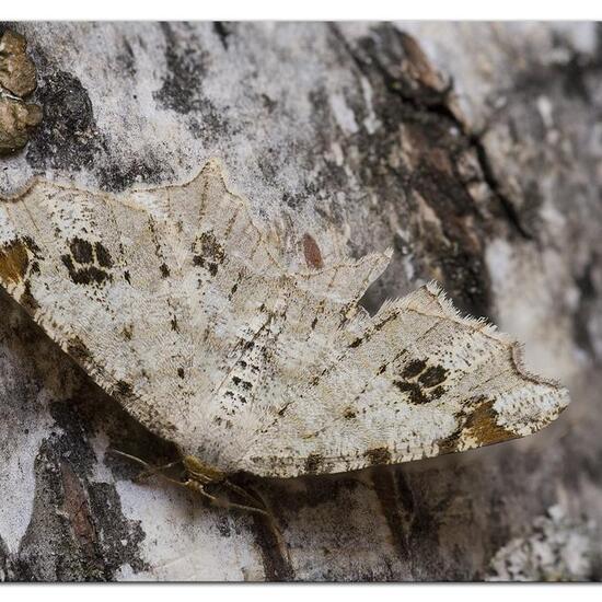 Macaria notata: Tier im Habitat Garten in der NatureSpots App