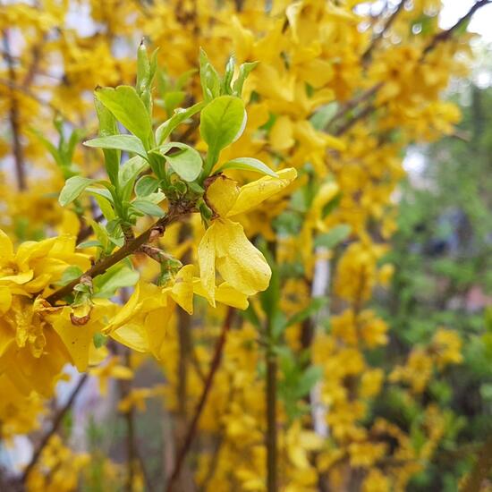 Forsythien: Pflanze im Habitat Park in der NatureSpots App