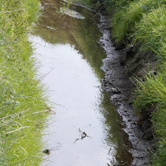 Landschaft: Süßwasser im Habitat Bach in der NatureSpots App