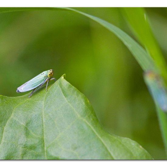 Cicadella viridis: Animal in habitat Semi-natural grassland in the NatureSpots App