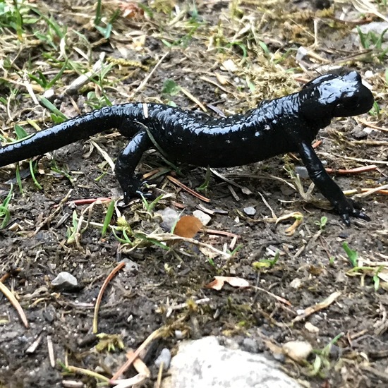 Alpine salamander: Animal in habitat Riparian forest in the NatureSpots App