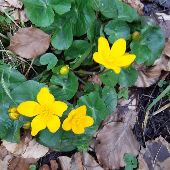 Caltha palustris: Plant in habitat Temperate forest in the NatureSpots App