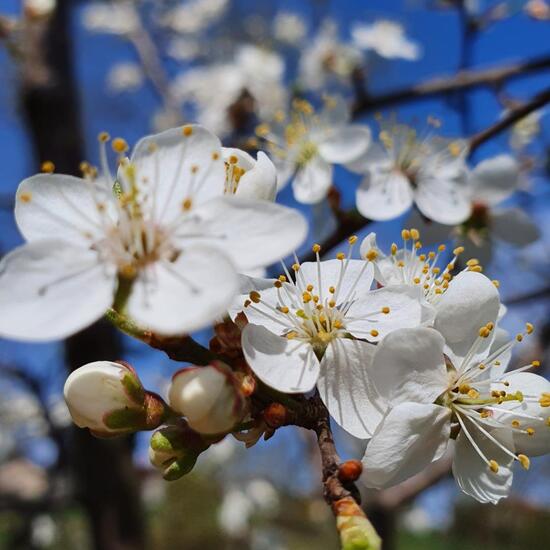 Sauerkirsche: Pflanze in der Natur in der NatureSpots App