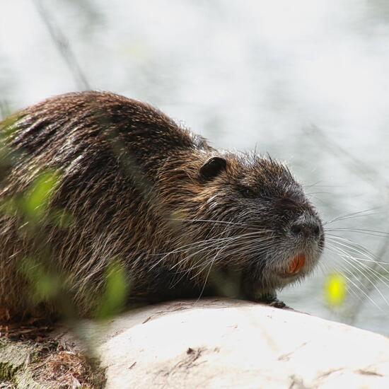 Nutria: Tier in der Natur in der NatureSpots App