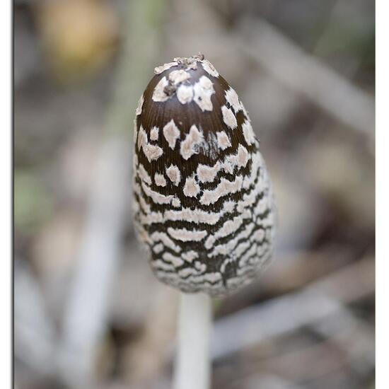 Specht-Tintling: Pilz in der Natur in der NatureSpots App