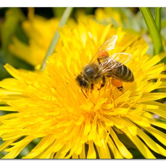 Westliche Honigbiene: Tier im Habitat Halb-natürliches Grasland in der NatureSpots App