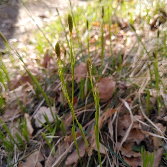 Carex michelii: Pflanze im Habitat Wald der gemäßigten Breiten in der NatureSpots App