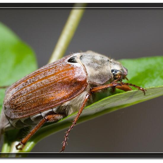 Feldmaikäfer: Tier im Habitat Garten in der NatureSpots App