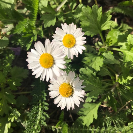 Gänseblümchen: Pflanze im Habitat Garten in der NatureSpots App