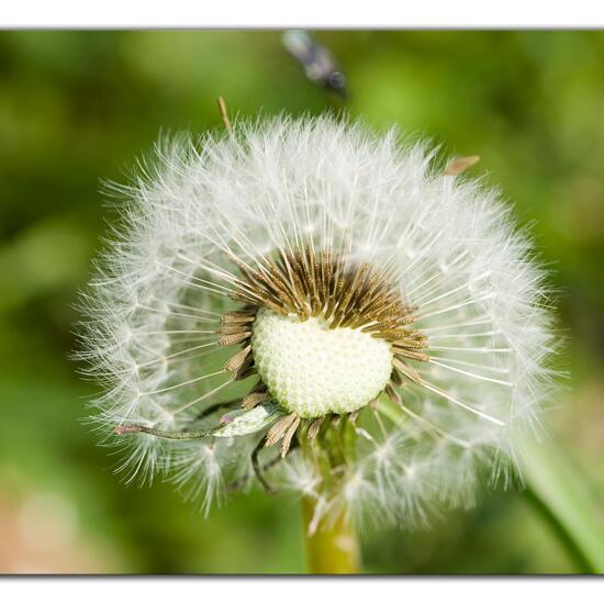 Taraxacum officinale subsp. officinale: Plant in habitat Semi-natural grassland in the NatureSpots App