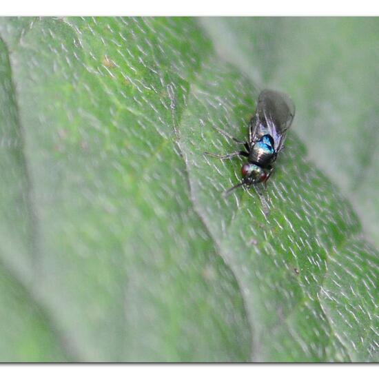 Torymidae: Tier im Habitat Grasland und Büsche in der NatureSpots App