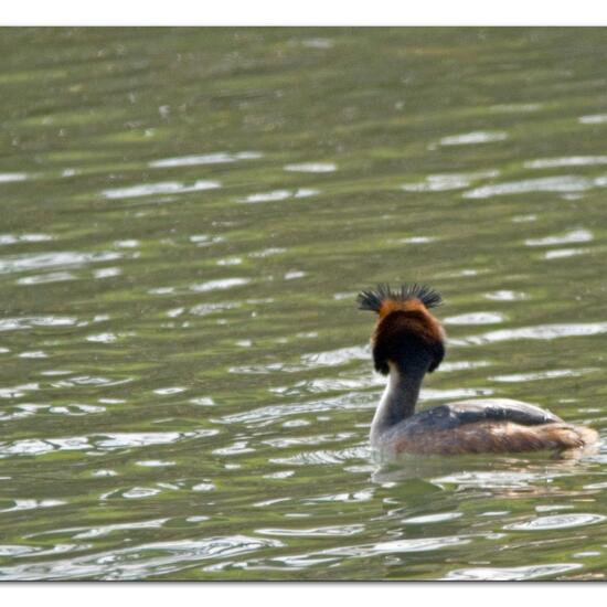 Great Crested Grebe: Animal in habitat Stream in the NatureSpots App