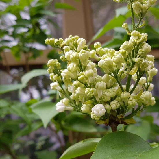 Syringa: Plant in habitat City and Urban in the NatureSpots App