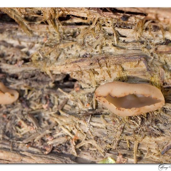 Kurzstieliger Becherling: Pilz im Habitat Wald in der NatureSpots App