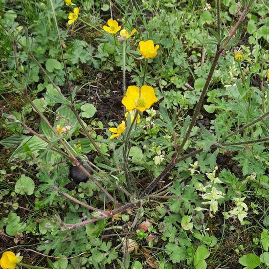 Knolliger Hahnenfuß: Pflanze in der Natur in der NatureSpots App