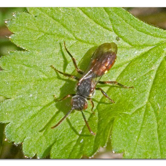 Nomada ferruginata: Tier im Habitat Industrie in der NatureSpots App