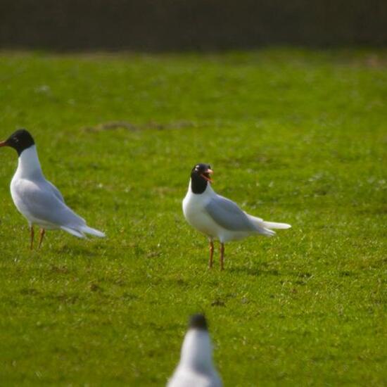 Mediterranean Gull: Animal in habitat Grassland in the NatureSpots App