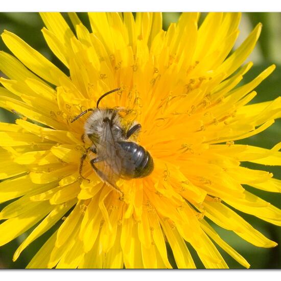 Andrena vaga: Animal in habitat Semi-natural grassland in the NatureSpots App