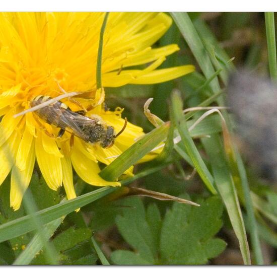 Rothaarige Wespenbiene: Tier im Habitat Halb-natürliches Grasland in der NatureSpots App