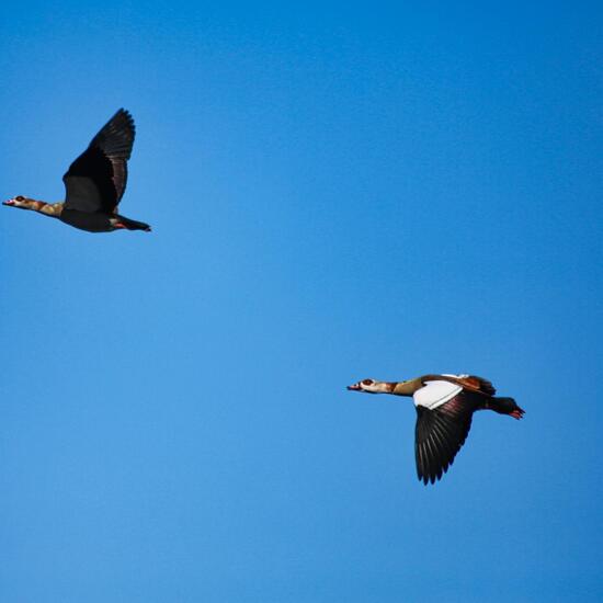 Nilgans: Tier im Habitat Fluss in der NatureSpots App