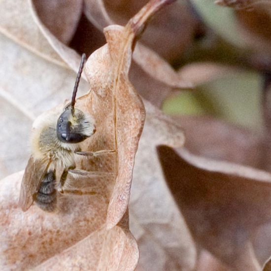 Rotschopfige Sandbiene: Tier im Habitat Grasland und Büsche in der NatureSpots App