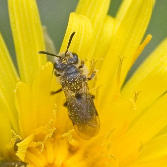 Andrena minutula: Animal in habitat Park in the NatureSpots App