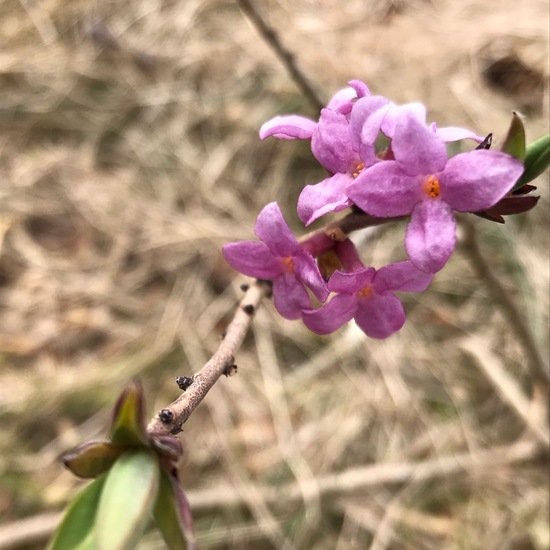 Daphne mezereum: Plant in habitat Semi-natural grassland in the NatureSpots App