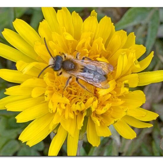 Andrena nitida: Tier im Habitat Grasland und Büsche in der NatureSpots App