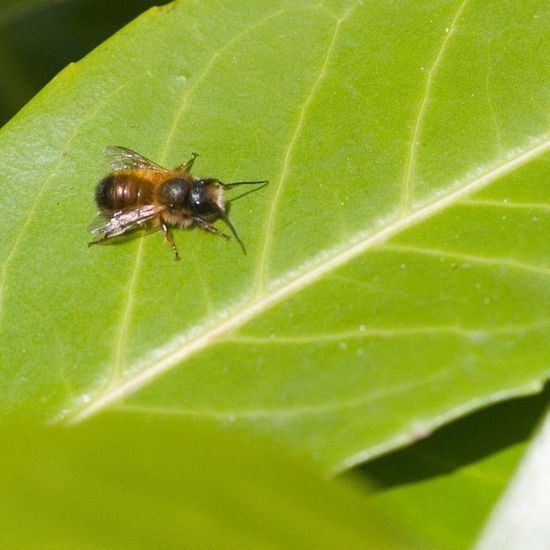 Gehörnte Mauerbiene: Tier im Habitat Park in der NatureSpots App