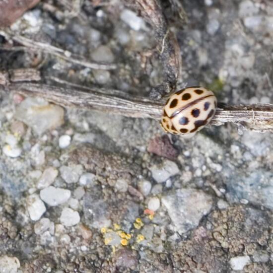 Tytthaspis sedecimpunctata: Animal in habitat Road or Transportation in the NatureSpots App