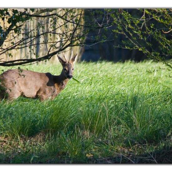 Roe deer: Animal in habitat Agriculture in the NatureSpots App