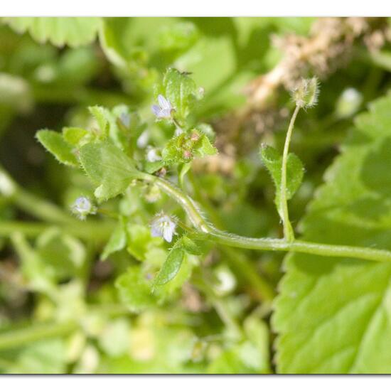 Ivy-leaved speedwell: Plant in habitat Grassland in the NatureSpots App