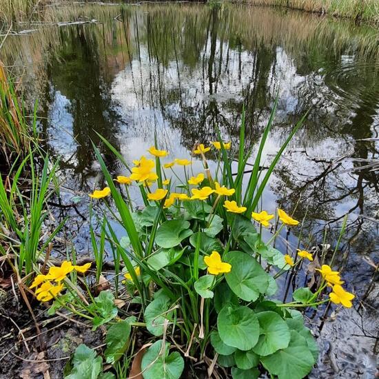 Caltha palustris: Plant in nature in the NatureSpots App