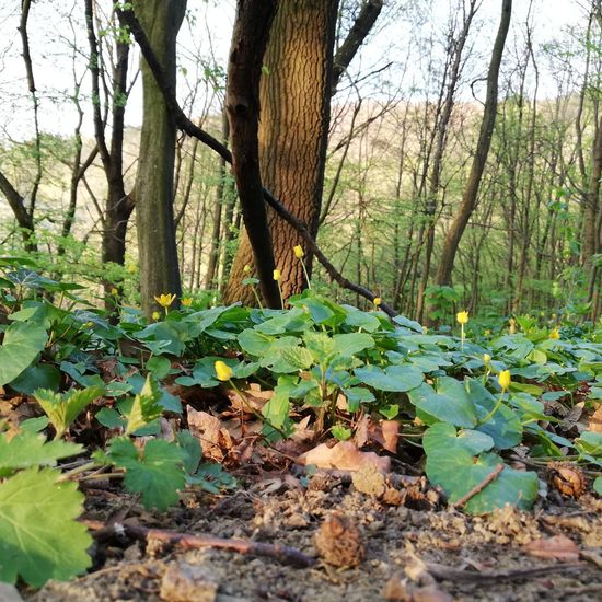 Scharbockskraut: Pflanze im Habitat Wald der gemäßigten Breiten in der NatureSpots App