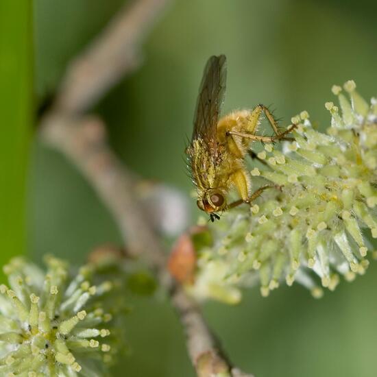 Gelbe Dungfliege: Tier im Habitat Strasse/Verkehr in der NatureSpots App