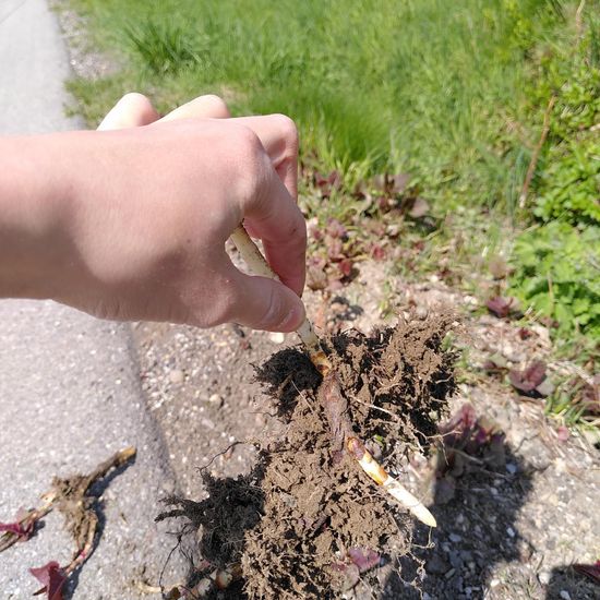 Japanischer Staudenknöterich: Pflanze im Habitat Bach in der NatureSpots App