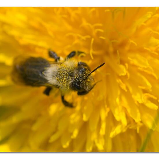 Andrena vaga: Animal in nature in the NatureSpots App