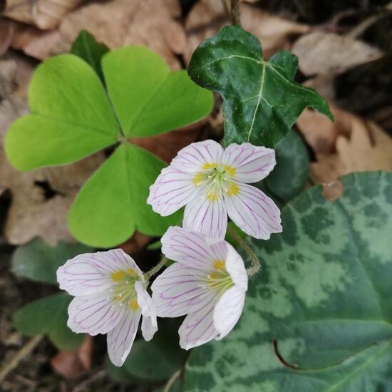 Waldsauerklee: Pflanze im Habitat Wald der gemäßigten Breiten in der NatureSpots App