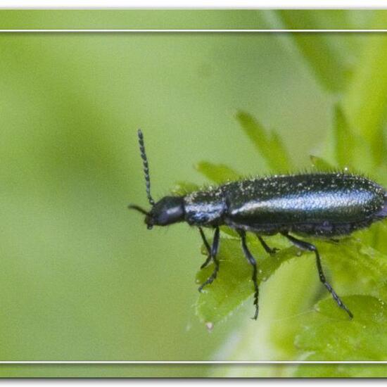 Ischnomera cyanea: Tier im Habitat Park in der NatureSpots App