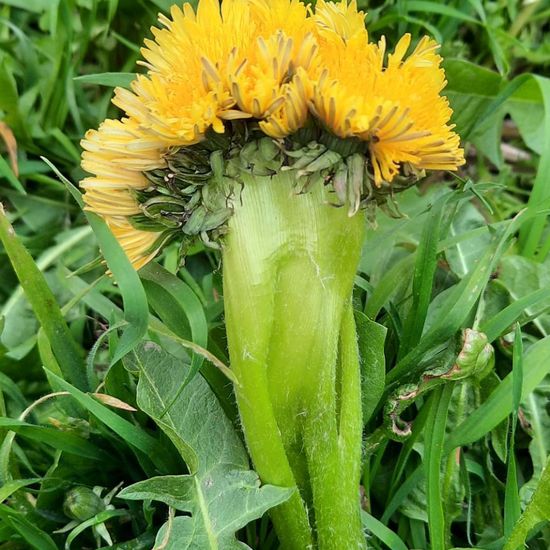 Taraxacum fasciatum: Plant in habitat City and Urban in the NatureSpots App