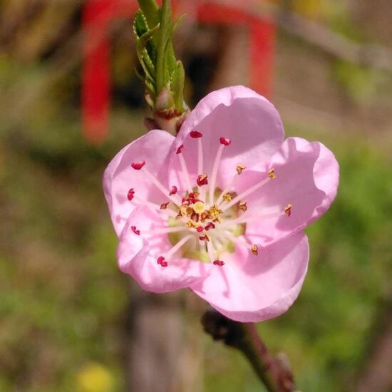 Pfirsich: Pflanze im Habitat Garten in der NatureSpots App