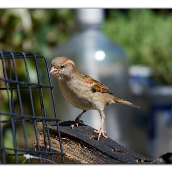 Haussperling: Tier im Habitat Garten in der NatureSpots App