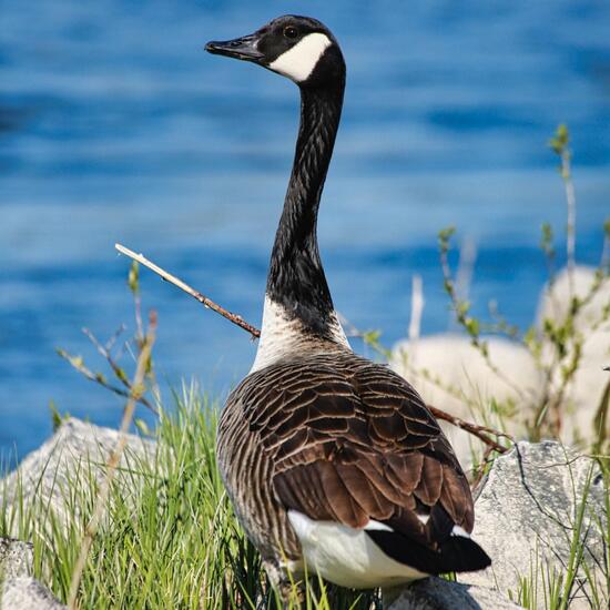 Canada Goose: Animal in habitat River in the NatureSpots App