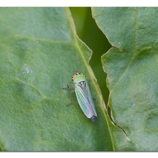 Cicadella viridis: Animal in habitat Semi-natural grassland in the NatureSpots App