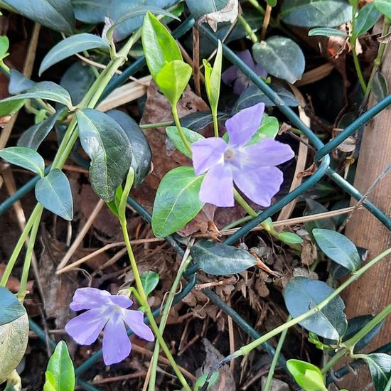 Großes Immergrün: Pflanze im Habitat Stadt und Garten in der NatureSpots App