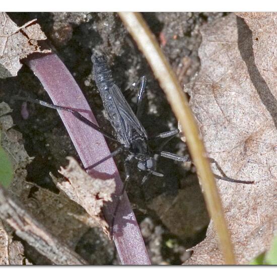 Penthetria funebris: Tier im Habitat Grasland und Büsche in der NatureSpots App